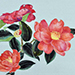 Chika Nozaki Gallery